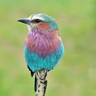 Lilac-breasted Roller