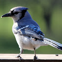 Blue Jay