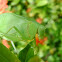 Greater Anglewing Katydid / Esperança