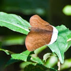 Horsfield's Baron