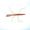 Praying Mantis