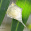 Spider Egg sac