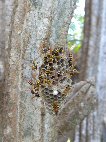 Spotting Image 1