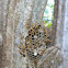 "Jack Spaniards" (paper wasp)