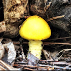 Tricholoma sp.