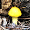 Tricholoma sp.