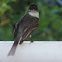 Eastern Phoebe