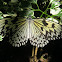 Paper Kite Butterfly