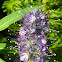 Alpine Phacelia