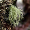 Beard Lichen, Brodaczka kępkowa