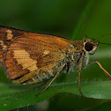 Skipper Butterfly