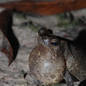 Crested Forest Toad