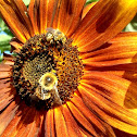 North American bumblebee
