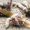 Hermit Crabs