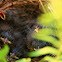 Baby Sparrows