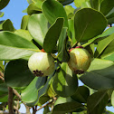 Autograph Tree