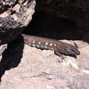 Atlantic Lizard