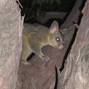 Common Brushtail Possum