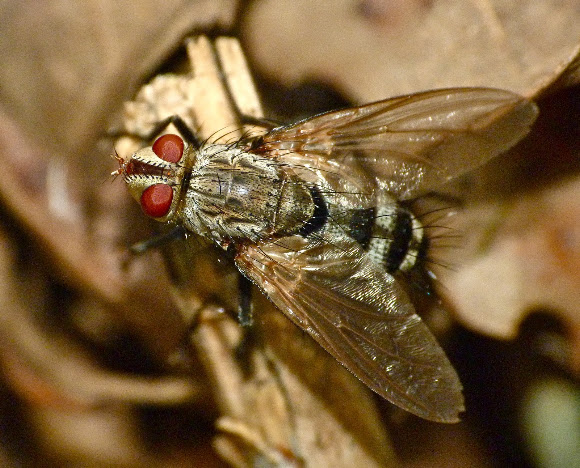 Spotting Image 1