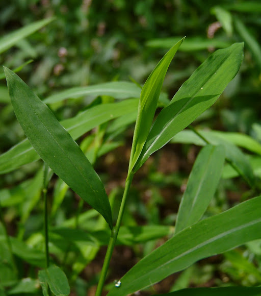 Spotting Image 1