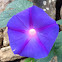 Purple Morning Glory