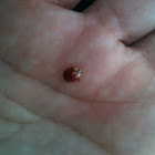 Multicolored Ladybeetle