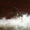 Hacklemesh Weaver