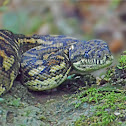 Coastal Carpet Python
