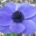 Poppy Anenome