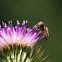 hoverfly