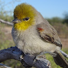 Verdin