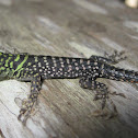 Thornytail