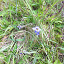 Blue-eyed grass