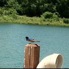 Tree Swallow