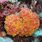 Orange cup coral