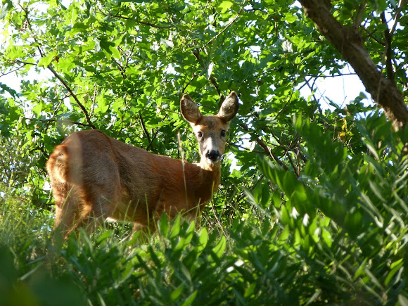 Spotting Image 1