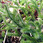 Running Clubmoss