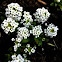 Sweet Alyssum