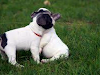 Akc Dos France Cachorros Bulldog Para La Adop