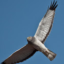 Harrier Hawk