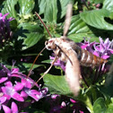 White-lined Sphinx Moths