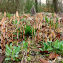 Field Horsetail/Njivska preslica