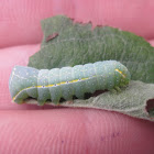 Copper Underwing