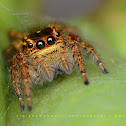 Jumping Spider
