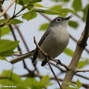 Blue-gray gnatcatcher