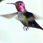 Anna's Hummingbird