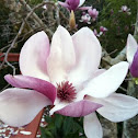 Japanese Magnolia