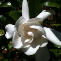 Gardenia