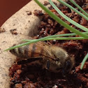 Honey Bee