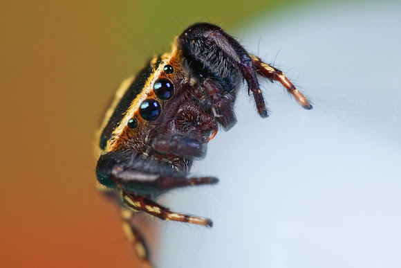 Spotting Image 1